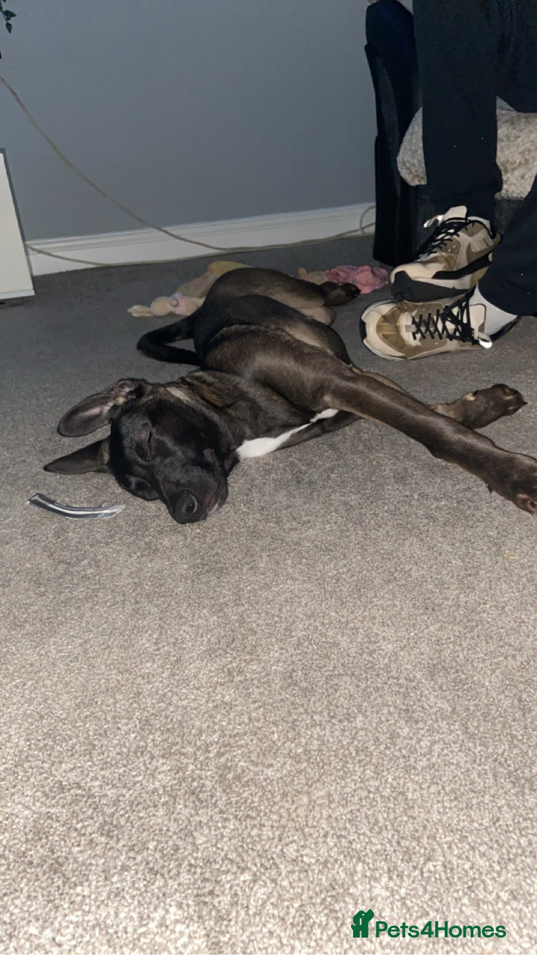 Mixed Breed dogs for sale: Staffy x Akita x ridgeback Girl  - Image 15