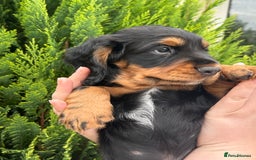 Cocker Spaniel dogs for sale: Working Cocker Spaniels  - Image 16