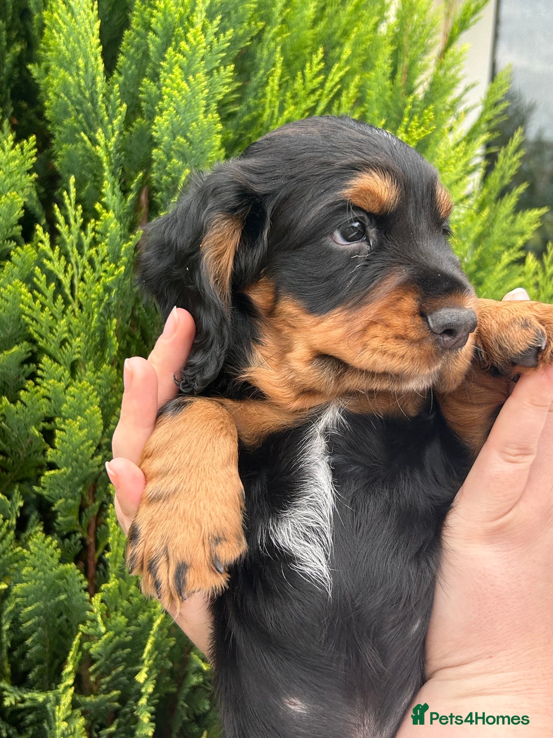 Cocker Spaniel dogs for sale: Working Cocker Spaniels  - Image 16