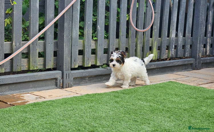 Biewer Terrier dogs - Advert 5
