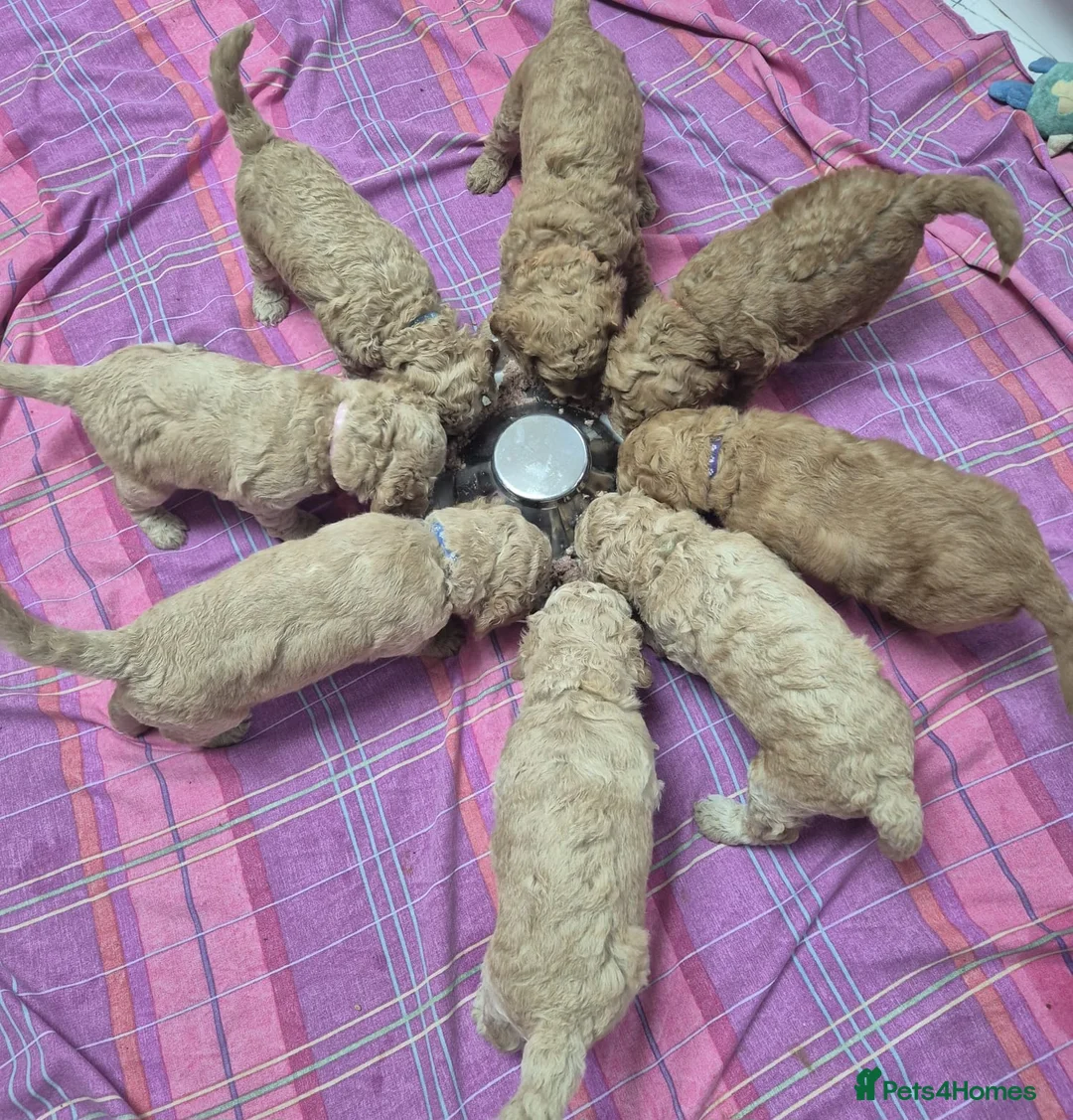 Cockapoo dogs for sale: Cockapoo Puppies in Peterborough - Advert 2