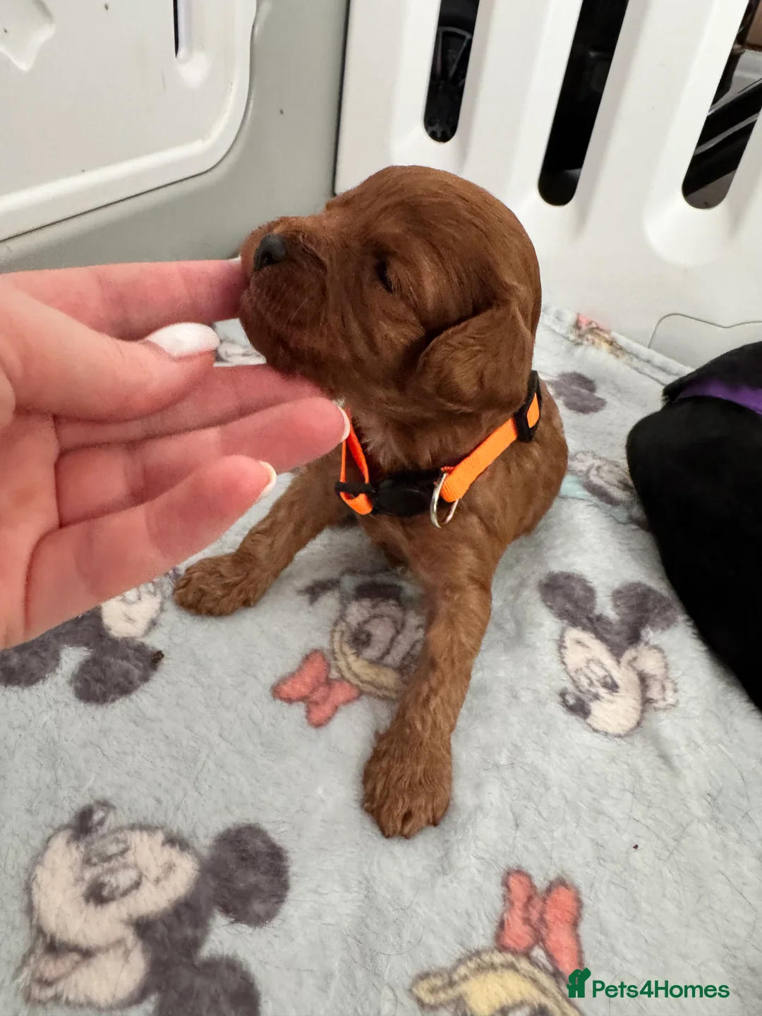 Cavapoo dogs for sale: A stunning litter of 7 little Cavapoo’s - Advert 2