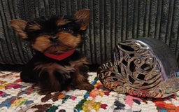 Yorkshire Terrier dogs for sale: Gorgeous puppies❤️❤️🩵🩵 - Advert 16