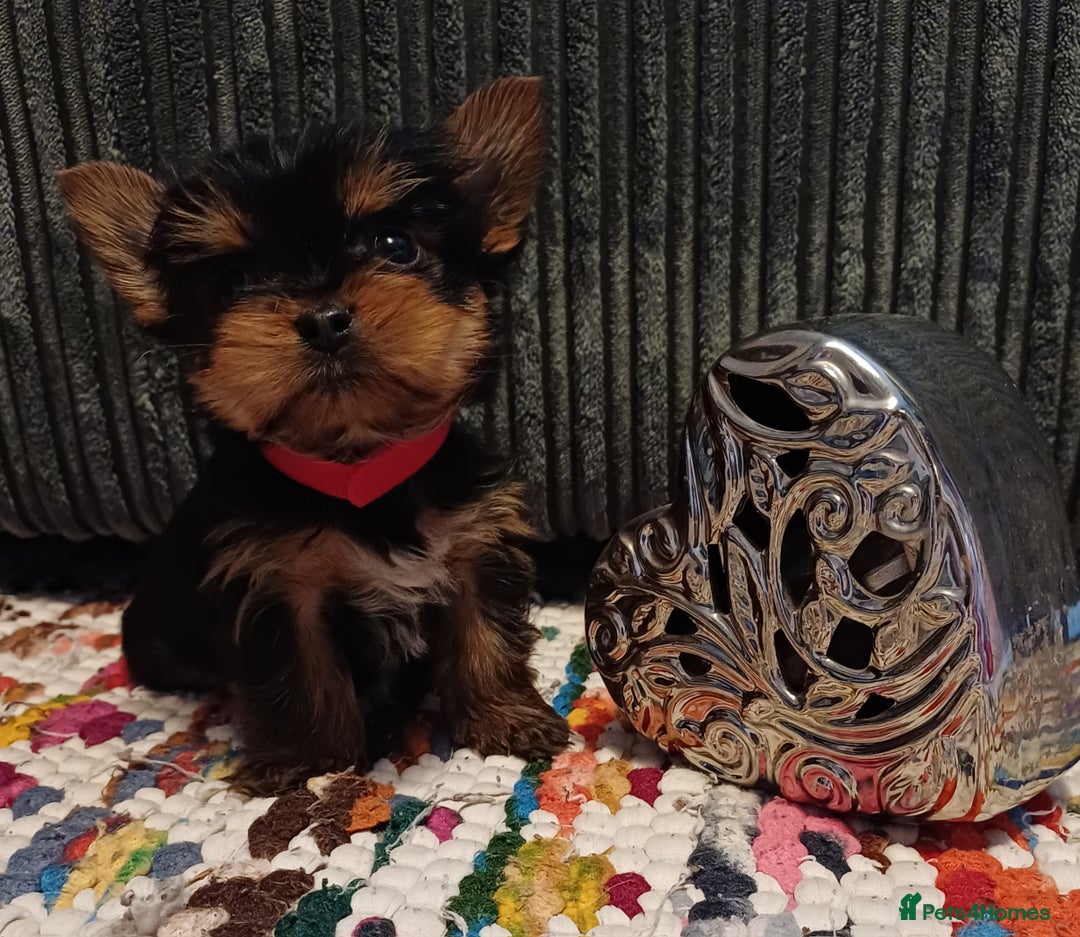 Yorkshire Terrier dogs for sale: Gorgeous puppies❤️❤️🩵🩵 - Advert 16