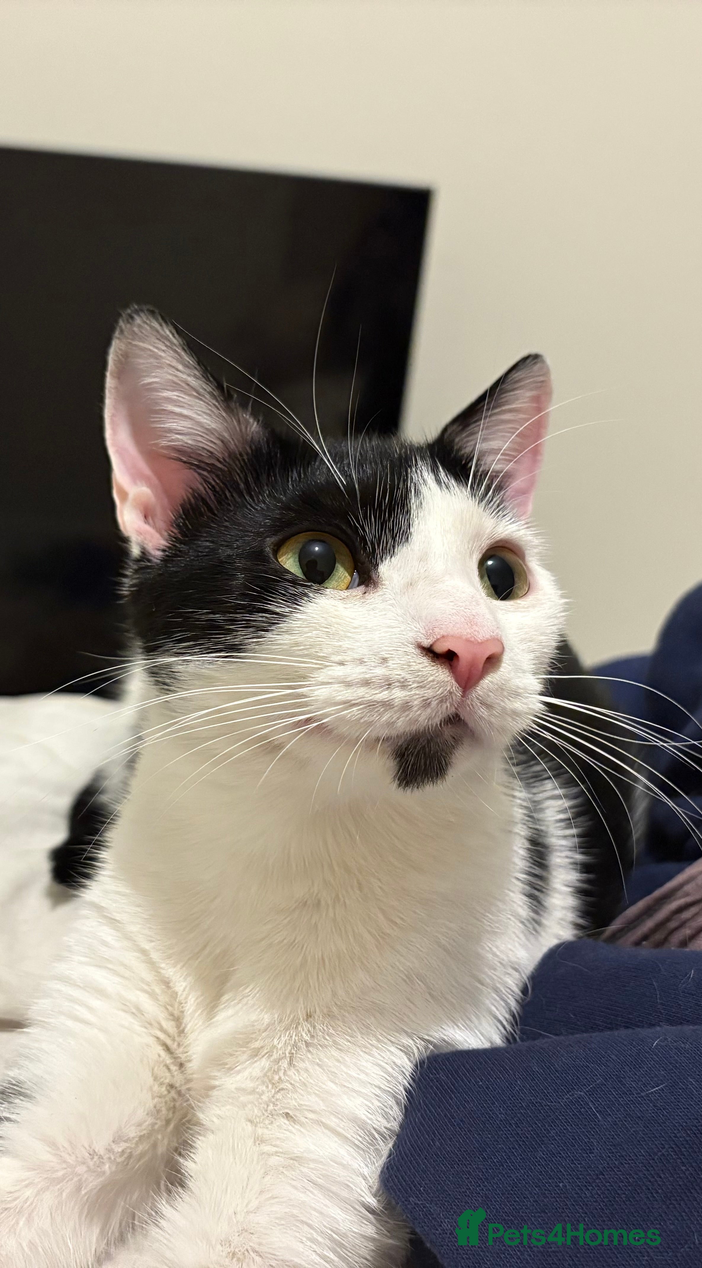 Mixed Breed cats FOR FREE - Advert 1