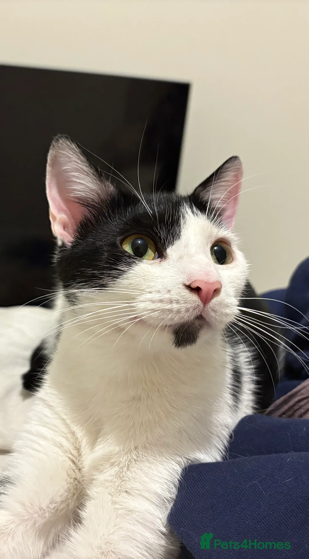 Mixed Breed cats for sale: FOR FREE - Advert 1