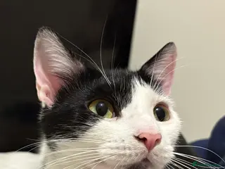 Mixed Breed cats FOR FREE - Advert 1