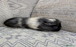 Guinea Pig rodents for sale: Guinea pig babies for sale  - Image 7