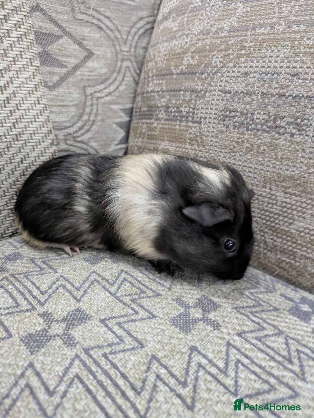 Guinea Pig rodents for sale: Guinea pig babies for sale  - Image 7
