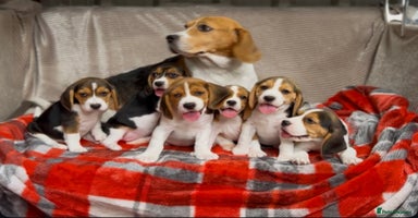 Beagle dogs - Advert 1