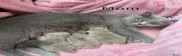 British Shorthair cats for sale: Chunky Lilac British Shorthair Kittens for sale!!! - Advert 8