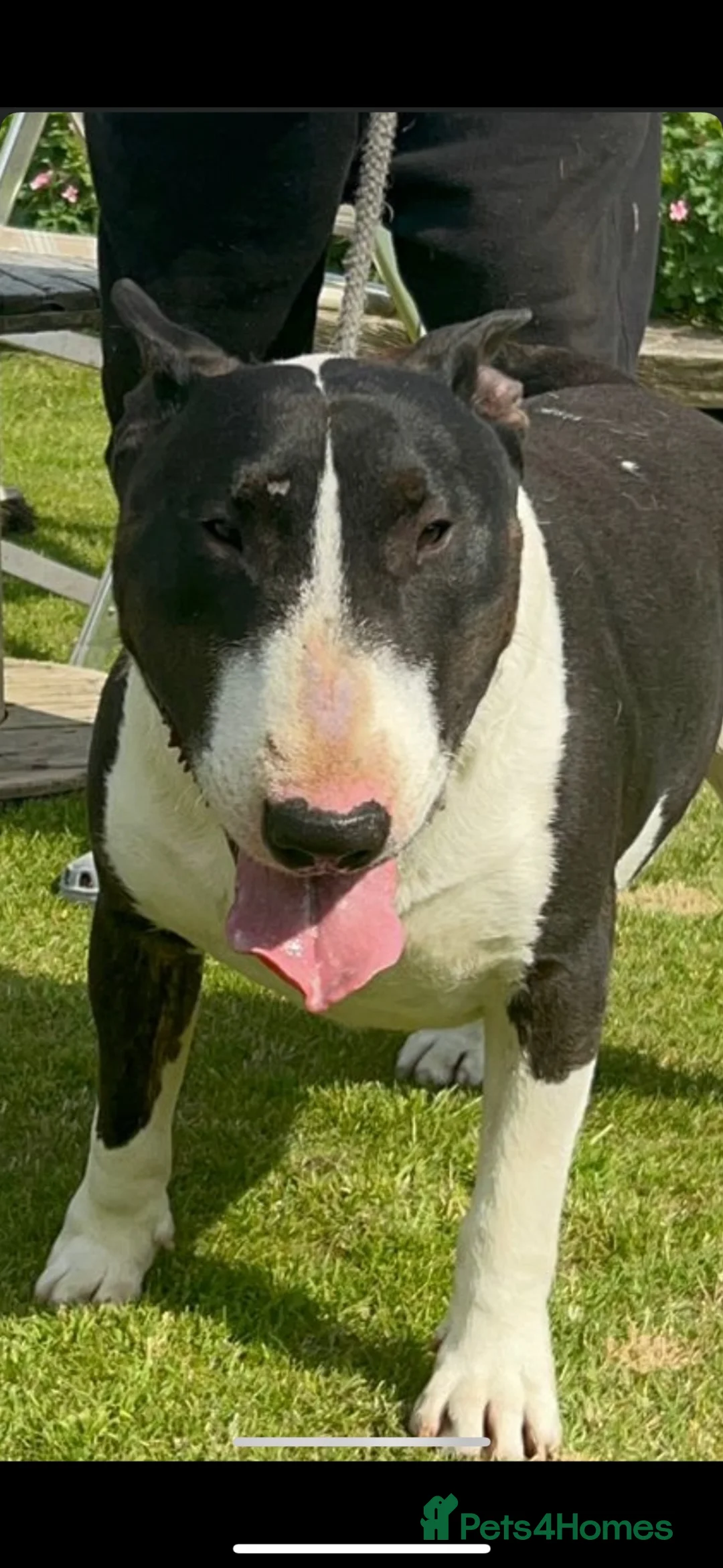 English Bull Terrier dogs for sale: Champion bloodline  - Advert 5