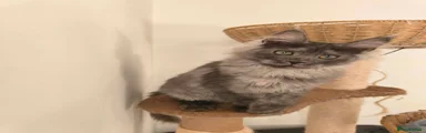 Maine Coon 3