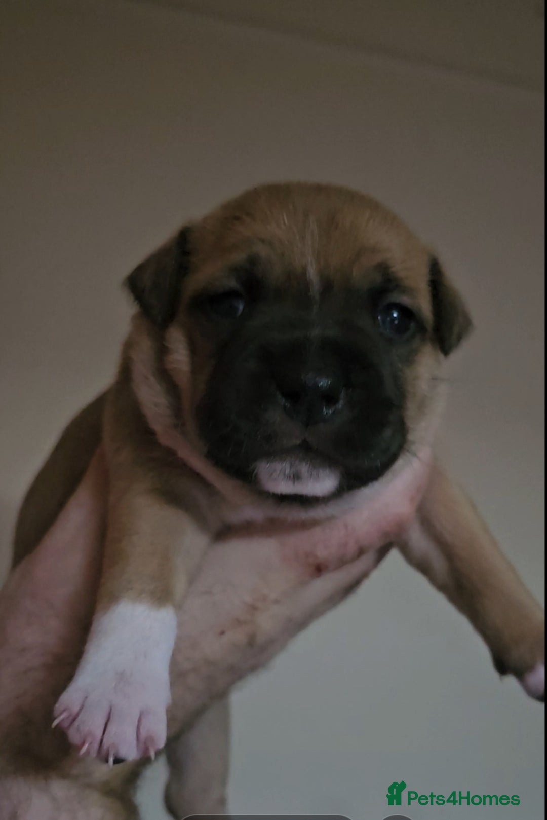 Staffordshire Bull Terrier dogs for sale: 🥨THE GOLDILOCKS LITTER 🥨 - Advert 3