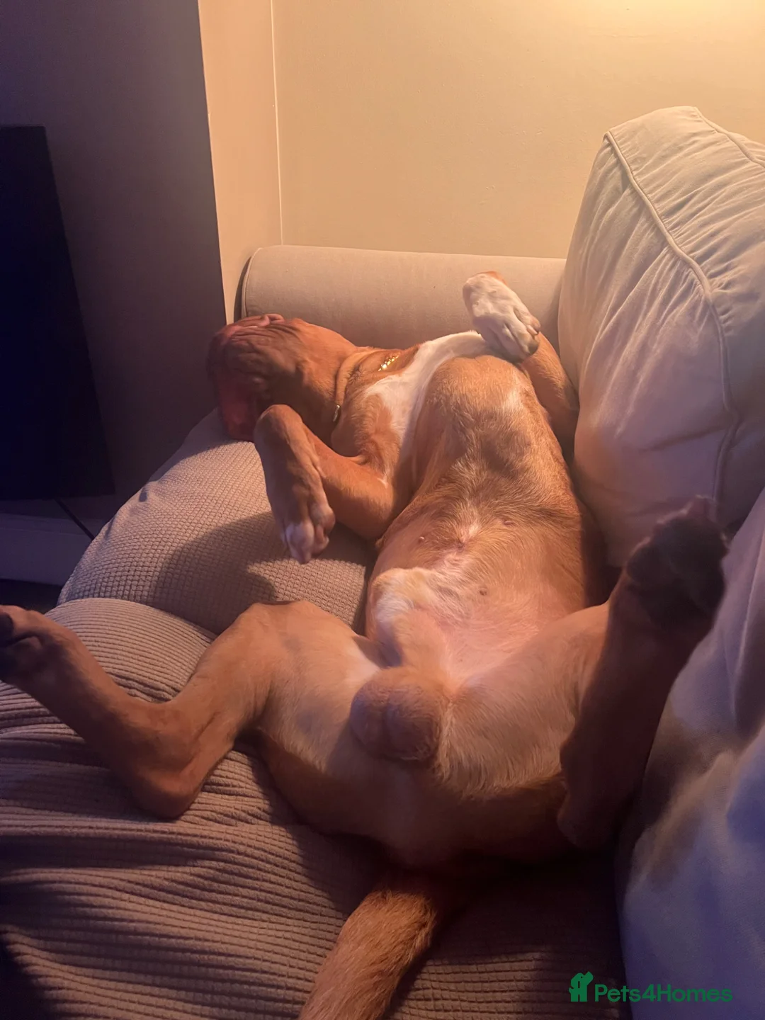 Dogue De Bordeaux dogs for sale: Frank in Gillingham - Advert 5