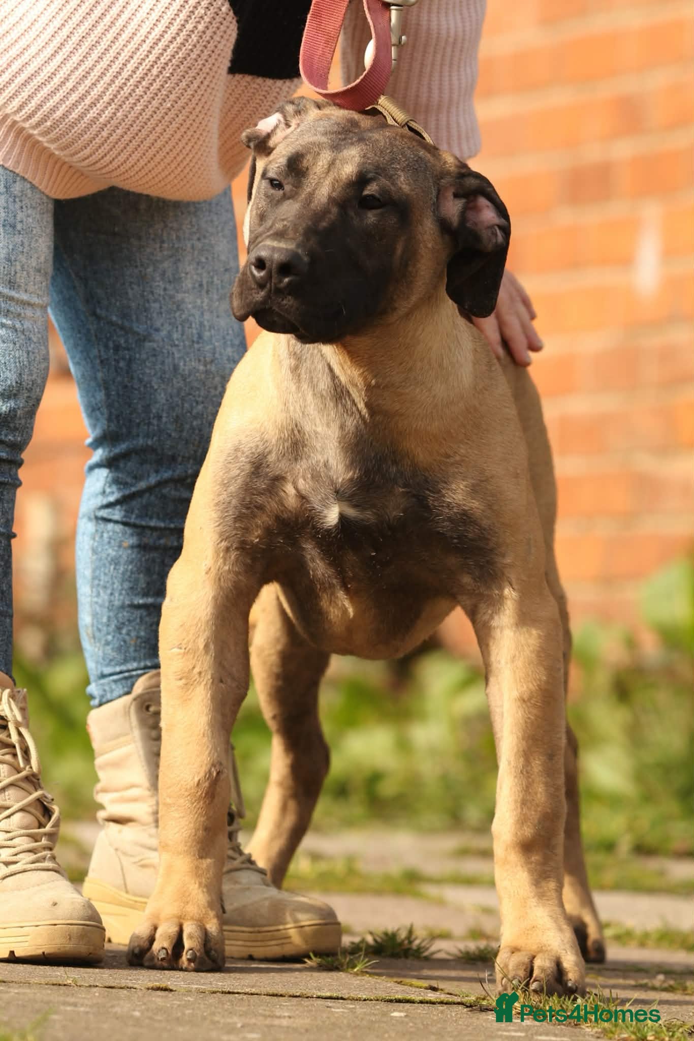 Presa Canario dogs Presa Canario Female  - Advert 14