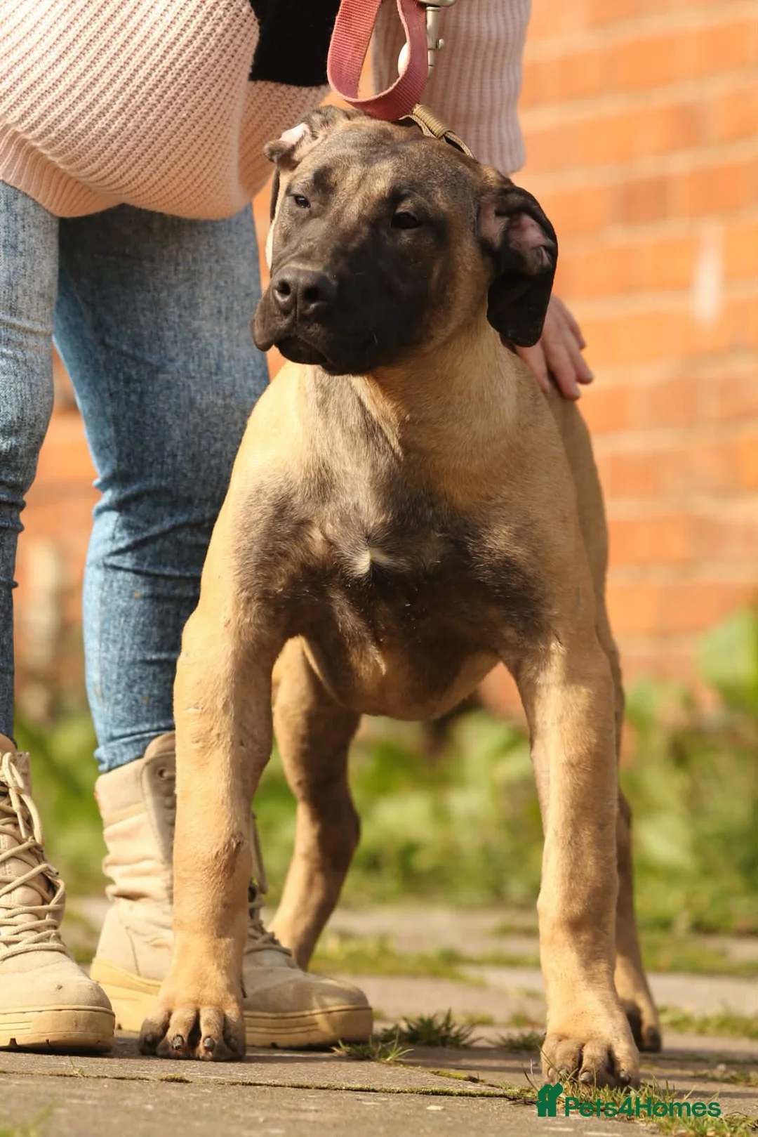 Presa Canario dogs for sale: Presa Canario Female  - Advert 1