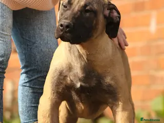 Presa Canario dogs Presa Canario Female - Advert 4