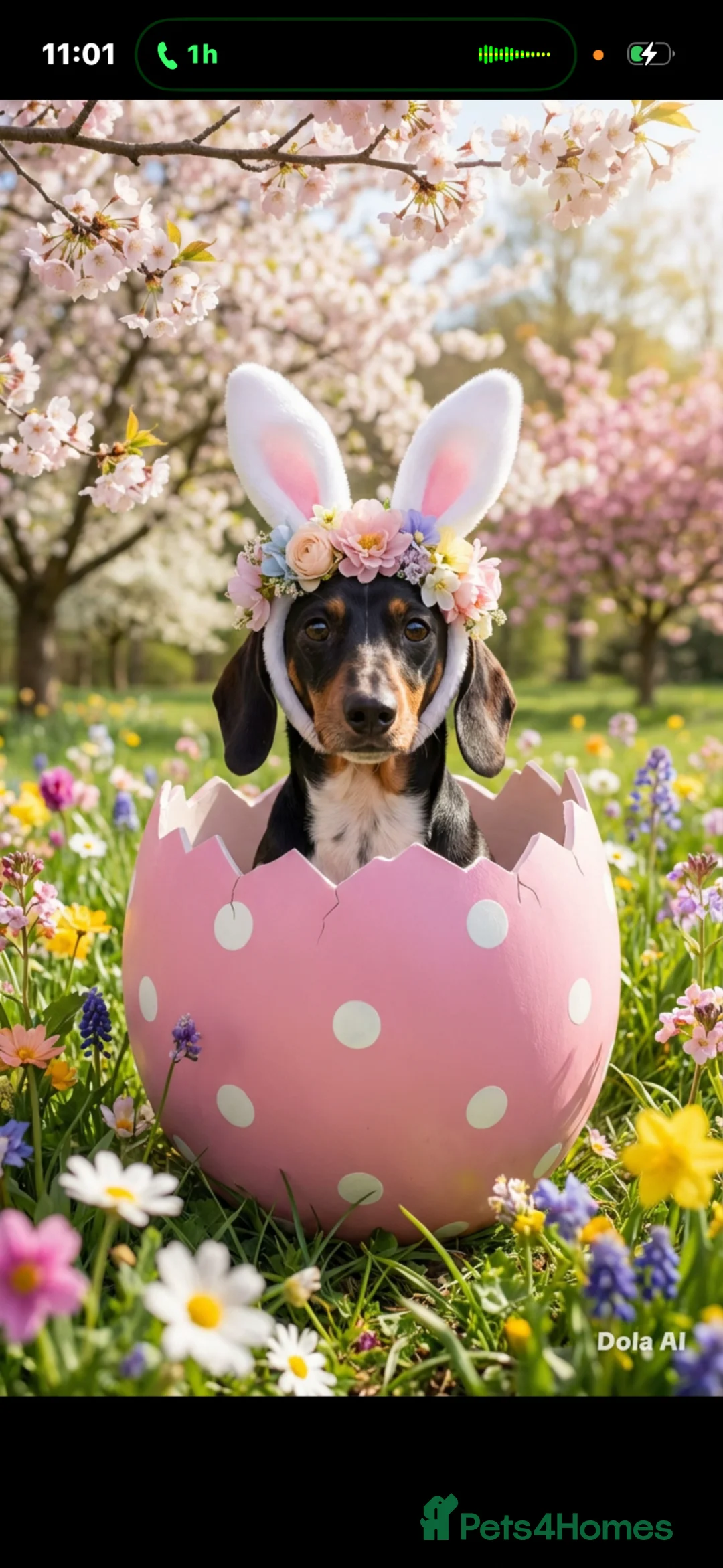 Mixed Breed dogs for sale: Beautiful happy loving dog 🐶  - Advert 1