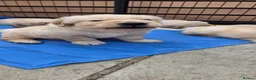 Golden Retriever dogs for sale: 5* Golden Retriver puppies - Advert 20