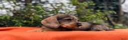 Miniature Dachshund dogs for sale: Beautiful Miniature Wire Haired Dachshund - Advert 2
