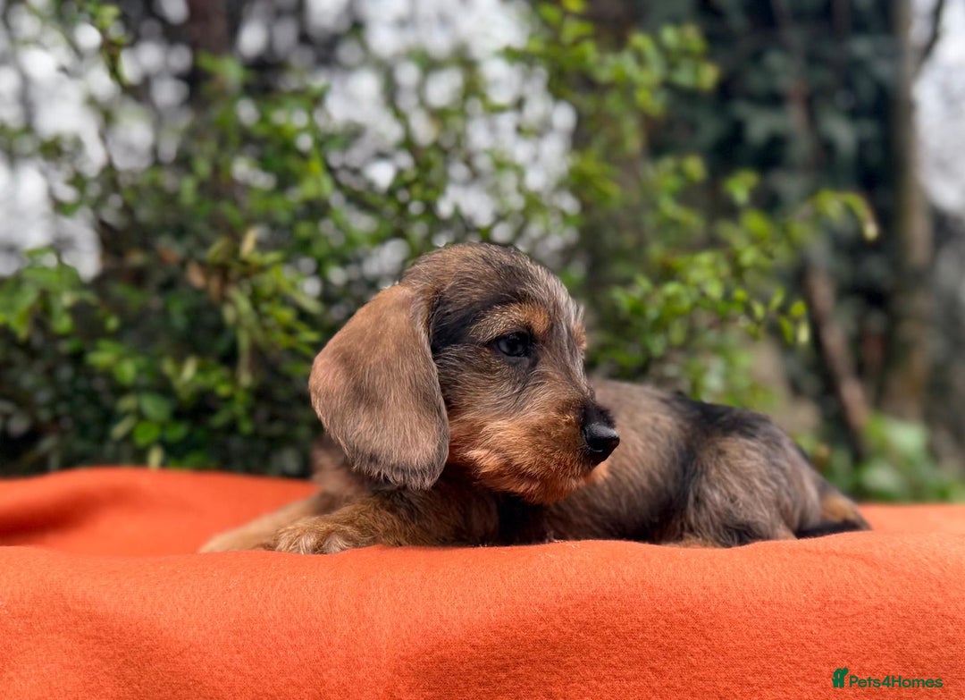 Miniature Dachshund dogs for sale: Beautiful Miniature Wire Haired Dachshund - Advert 2