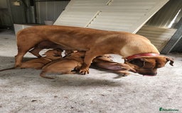 Rhodesian Ridgeback dogs for sale: FULLY rhodesian ridgebacks - Image 5