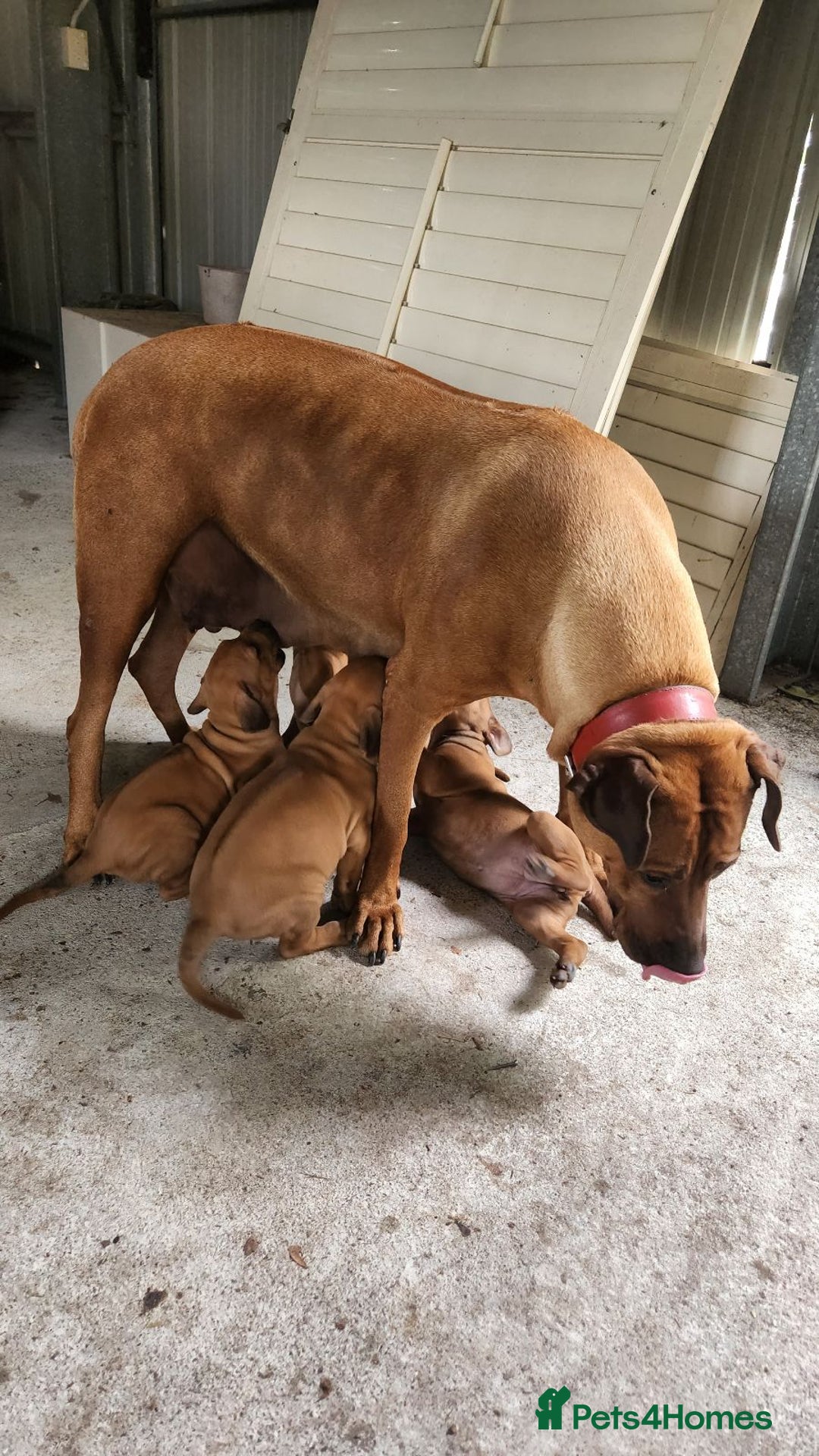 Rhodesian Ridgeback dogs for sale: FULLY rhodesian ridgebacks - Image 5