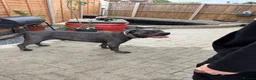 Cane Corso dogs for sale: 10 stunning purebred cane corse puppies  in Canterbury - Advert 5