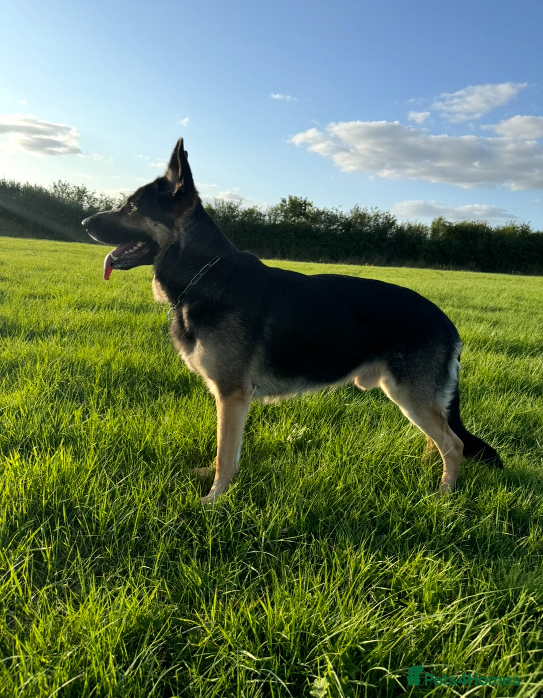 German Shepherd dogs for sale: Stunning German Shepard Litter On Their Way - Image 12