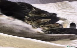 Domestic Shorthair cats for sale: Mum and two kittens 🩷 - Image 5