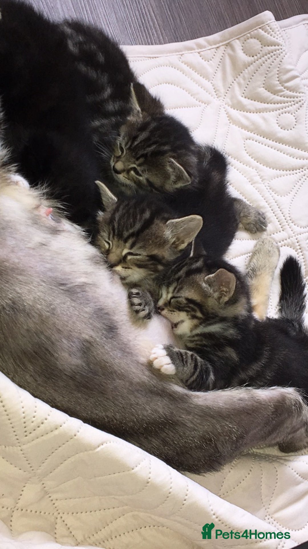 Domestic Shorthair cats for sale: Mum and two kittens 🩷 - Image 5