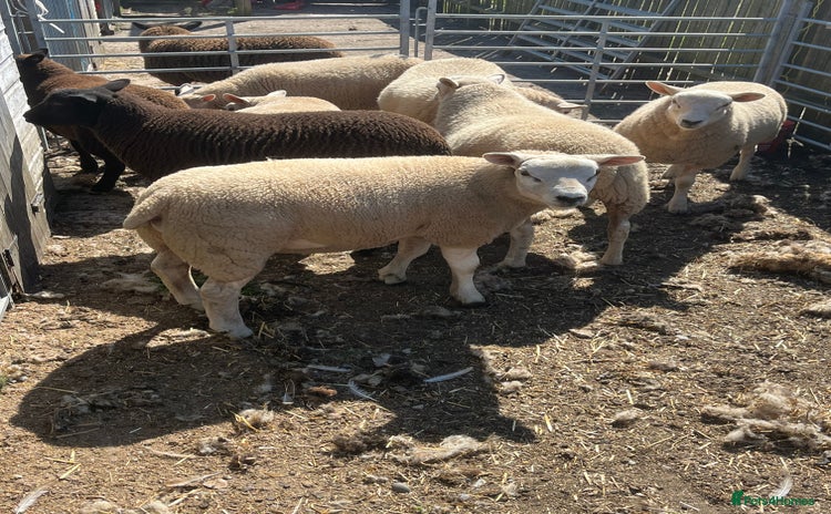 Sheep livestock for sale - Advert 2