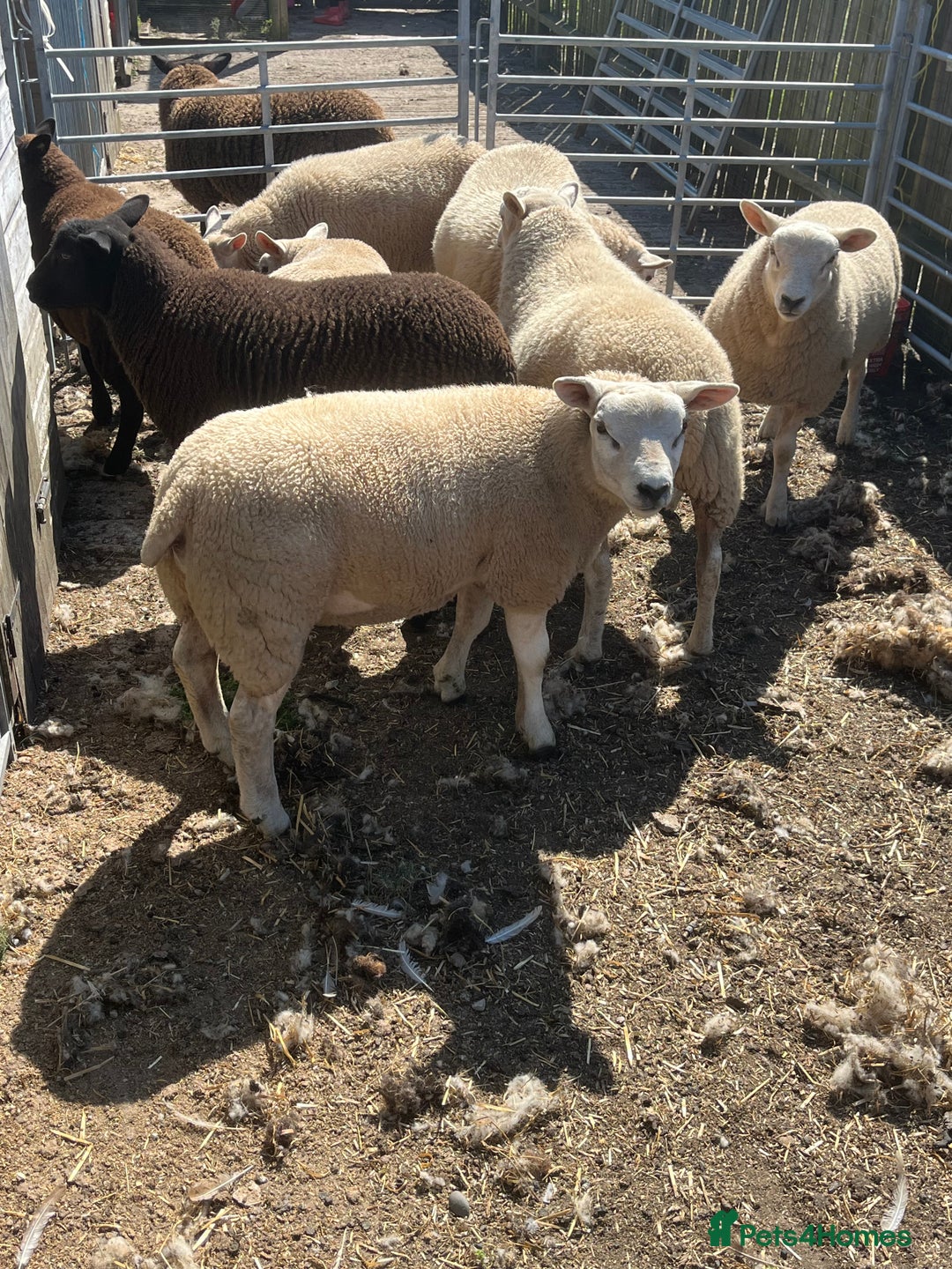Sheep livestock for sale: Sheep for sale  - Image 1