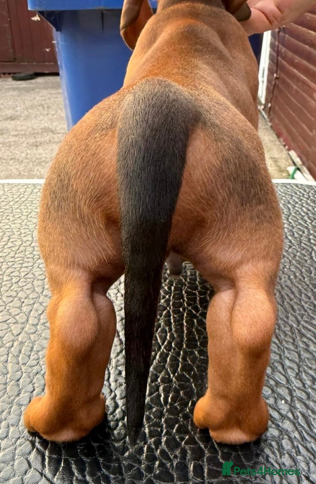 Dachshund dogs for sale: champion bred dachshunds  - Image 10