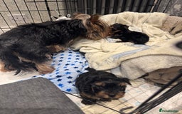 Yorkshire Terrier dogs for sale: Beautiful Yorkshire Terrier puppy boy for sale  - Image 8