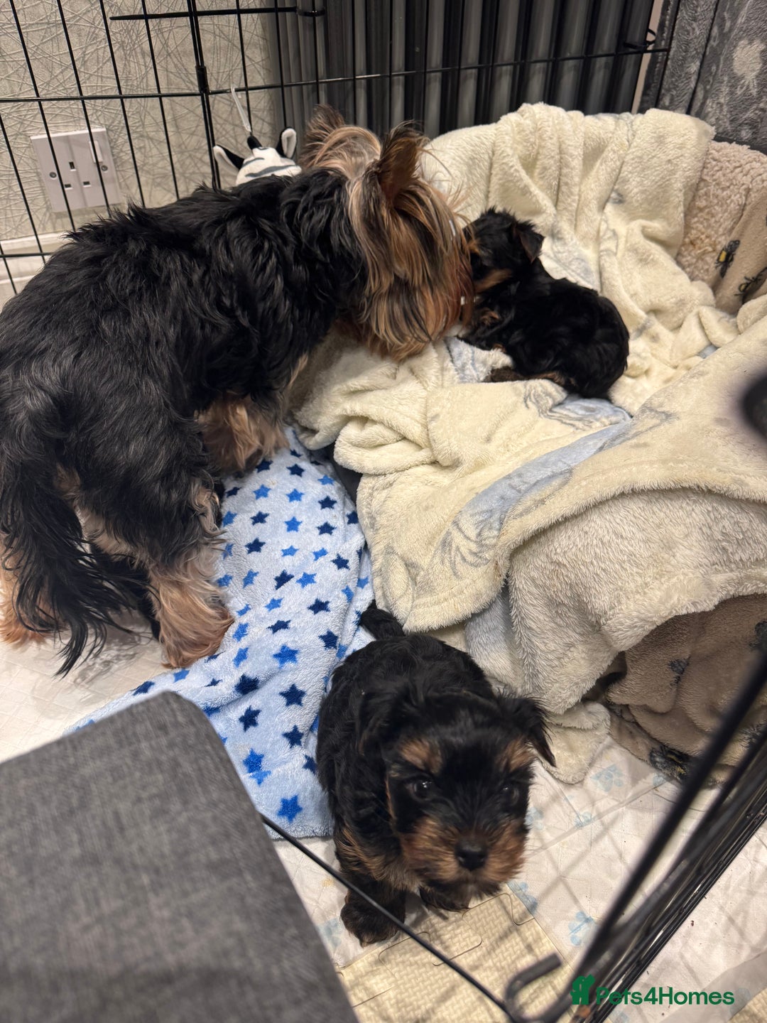 Yorkshire Terrier dogs for sale: Beautiful Yorkshire Terrier puppy boy for sale  - Image 8