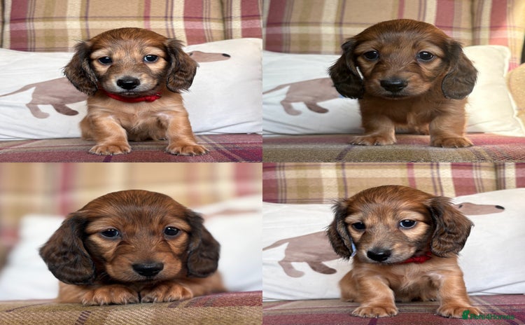 Miniature Dachshund dogs KC LONG HAIRED MINIATURE DACHSHUNDS🤍 - Advert 9