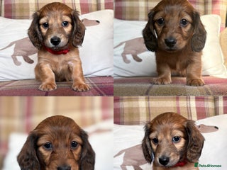 Miniature Dachshund dogs KC LONG HAIRED MINIATURE DACHSHUNDS🤍 - Advert 1