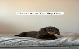 Miniature Dachshund dogs for sale: Last Long Haired Miniature Dachshund puppy in Gravesend - Image 2