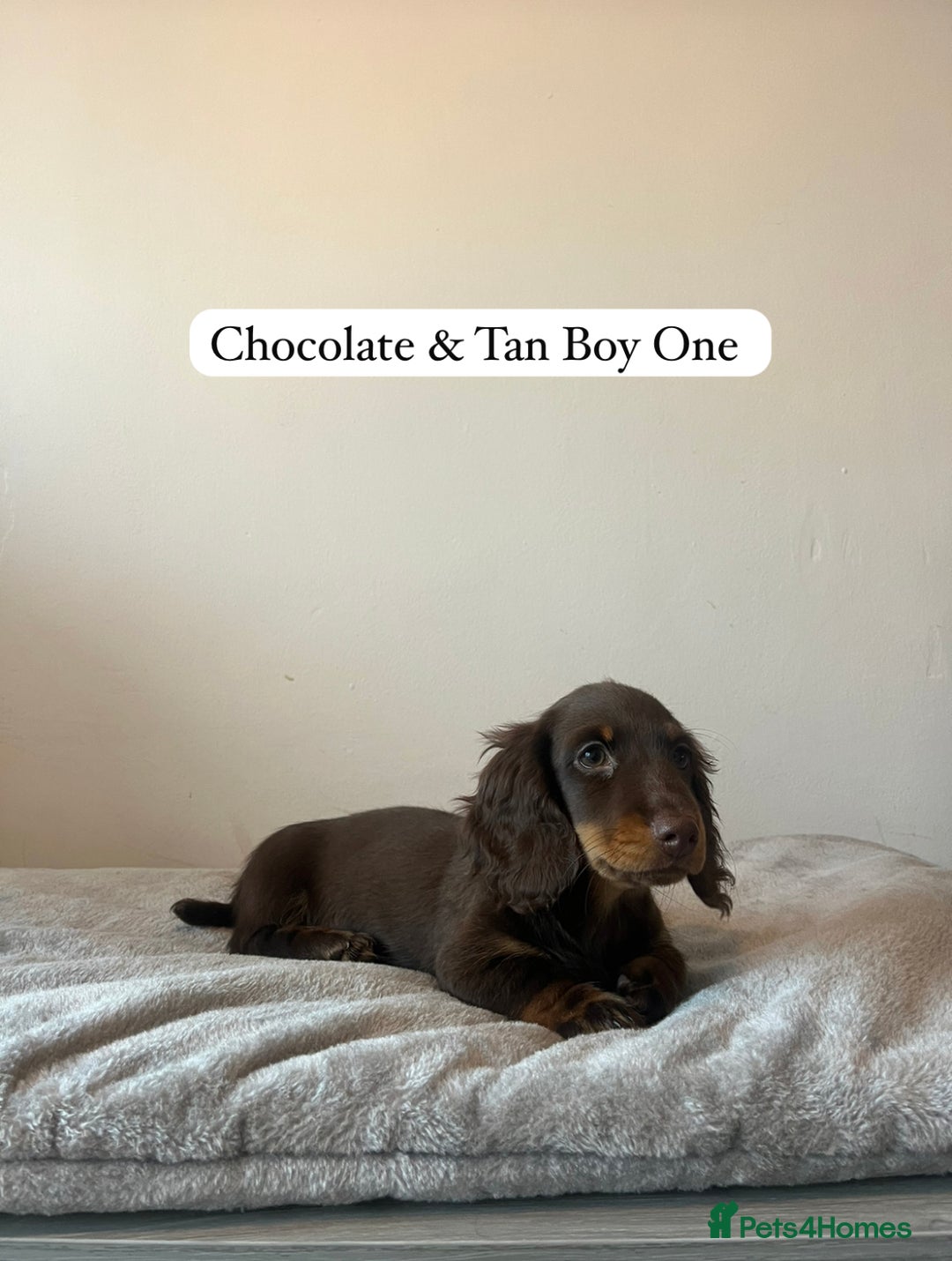 Miniature Dachshund dogs for sale: Last Long Haired Miniature Dachshund puppy in Gravesend - Image 2