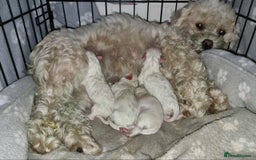 Mixed Breed dogs for sale: Ready to go - Image 5