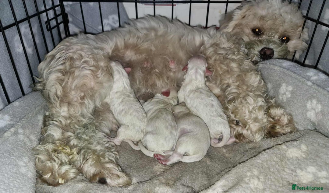 Mixed Breed dogs for sale: Ready to go - Image 5