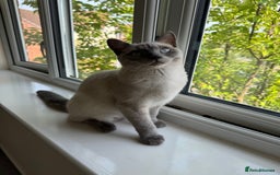 British Shorthair cats for sale: 8 month old BSH male - Image 3