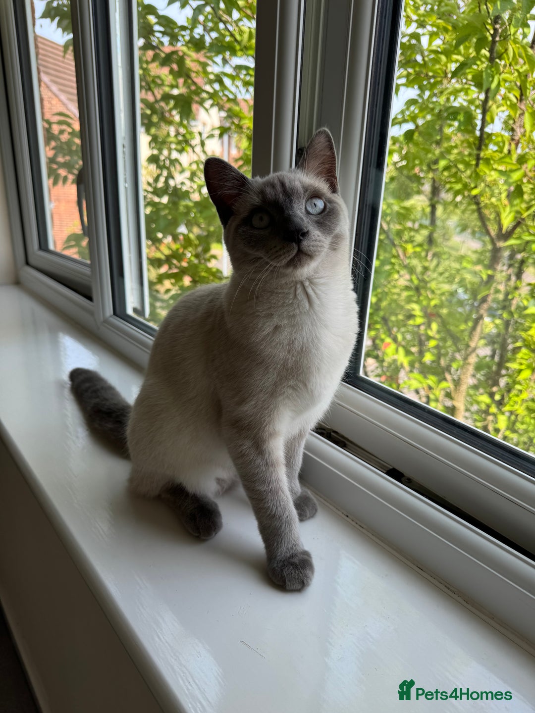 British Shorthair cats for sale: 8 month old BSH male - Image 3