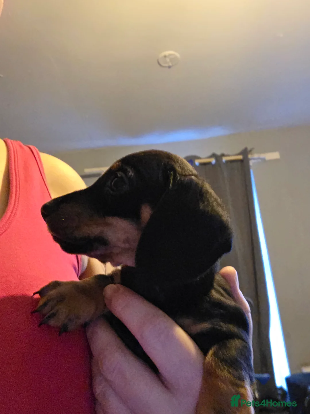 Dachshund dogs for sale: Smooth miniature dachshund boy for sale  - Advert 3