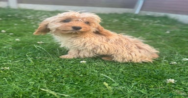 Cavapoo dogs in Leicester - Advert 4