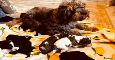 Cavapoochon dogs 🐶Exceptional cavapoochon pup's🐶 - Advert 3