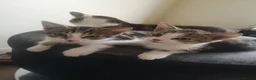 Mixed Breed cats for sale: 2 Beautiful kittens for sale - Advert 2