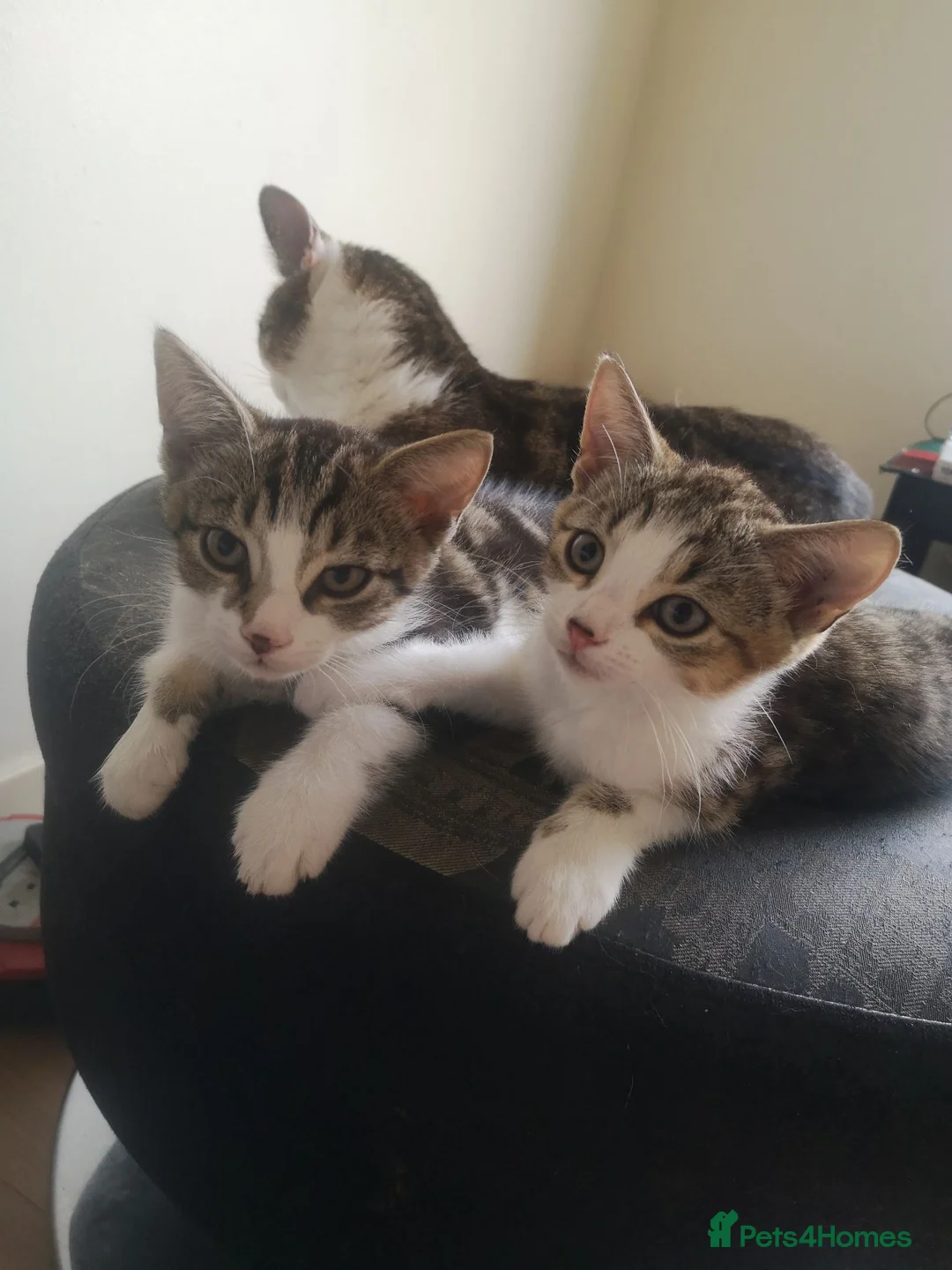 Mixed Breed cats for sale: 2 Beautiful kittens for sale - Advert 2